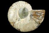 Cut & Polished Ammonite Fossil (Half) - Agate Replaced #146143-1